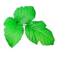 image.name