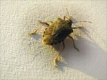 image.name